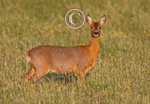 Roe Deer Doe DM1146